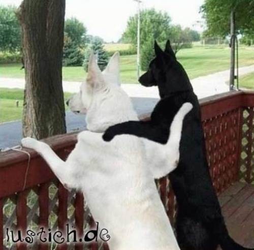 Hunde-Freunde Hunde-Freunde