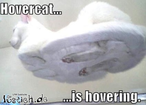 Katze von unten Katze von unten