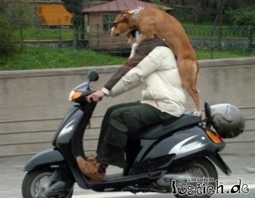 Hund fährt mit Hund fährt mit