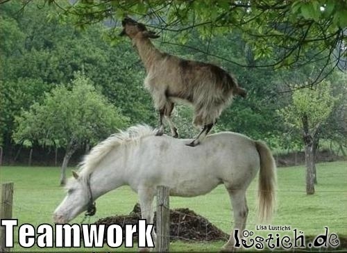 Teamwork bei Tieren