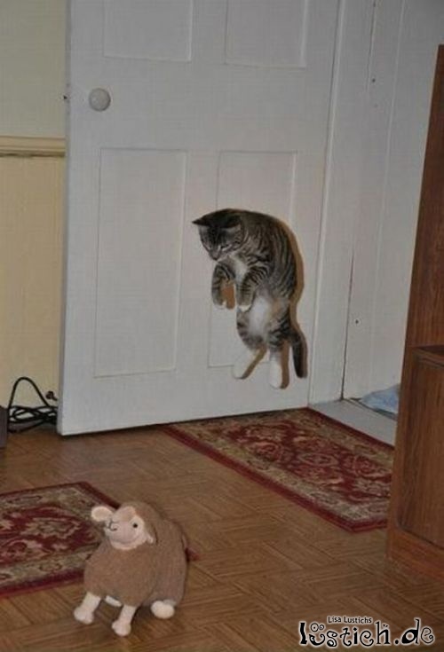 Katze greift Stoffschaf an
