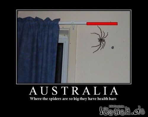 Spinnen in Australien