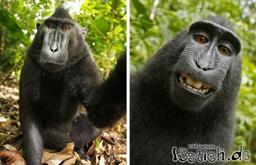 Affe macht Selbstporträt