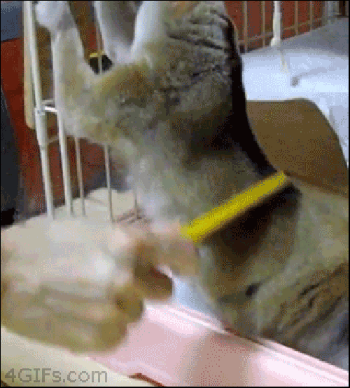 Haustier kämmen (gif)