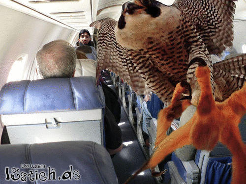 Tiere im Flugzeug