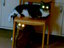 Space Katzen