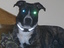 Hund vom anderen Stern