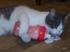 Katze mit Fläschchen