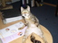 Breite Katze
