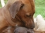 Hund mag Schwein