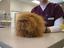 Geile Katze