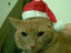Tierische Weihnachten