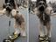 Rollerhund