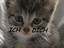 Katzenliebe mit Herz