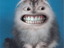 Grinsekatze