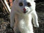 Erschrockene Katze