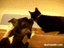 Wie Hund und Katze