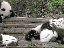 Schlafende Pandas
