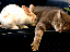 Kuschelhase (gif)