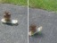 Skater Vogel