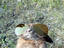Cooles Bunny
