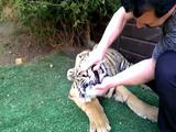 Tiger hat Zahnschmerzen
