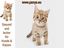 Was Hunde und Katzen über Ihre Menschen denken