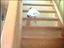 Katze lümmelt sich Treppe runter
